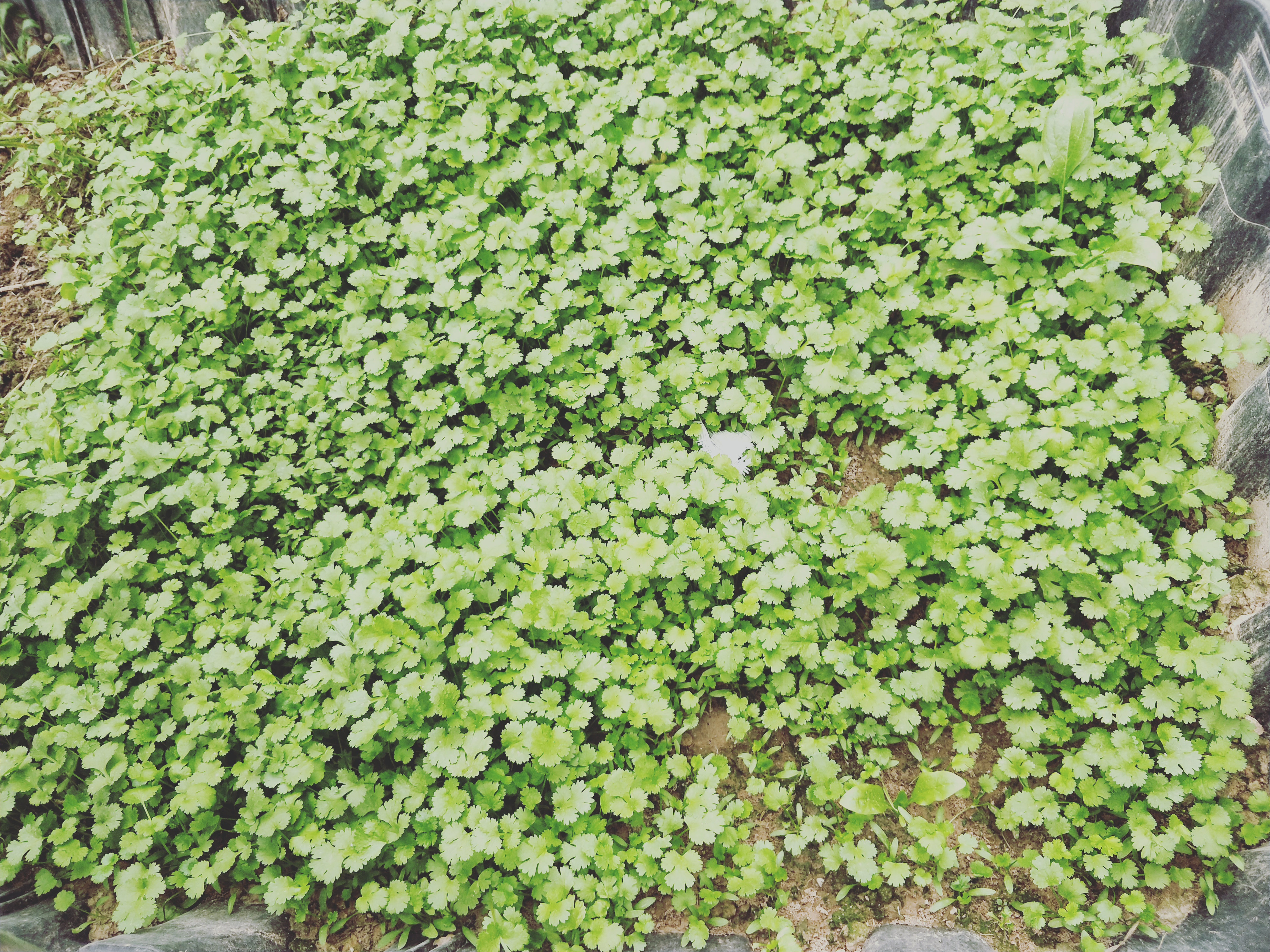 香菜播种前怎么施肥,香菜几天出苗韭菜几天出苗