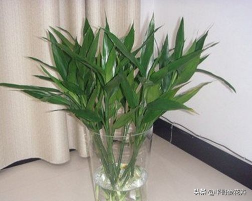 富贵竹黄叶用什么解决,富贵竹总黄叶