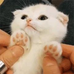 听说给猫起名越贱越好养活,科普给猫起名