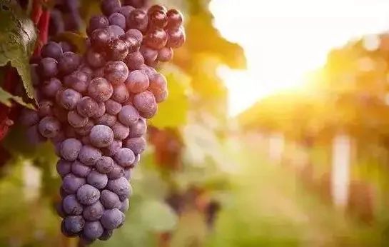 品丽珠赤霞珠,品丽珠代表酒水