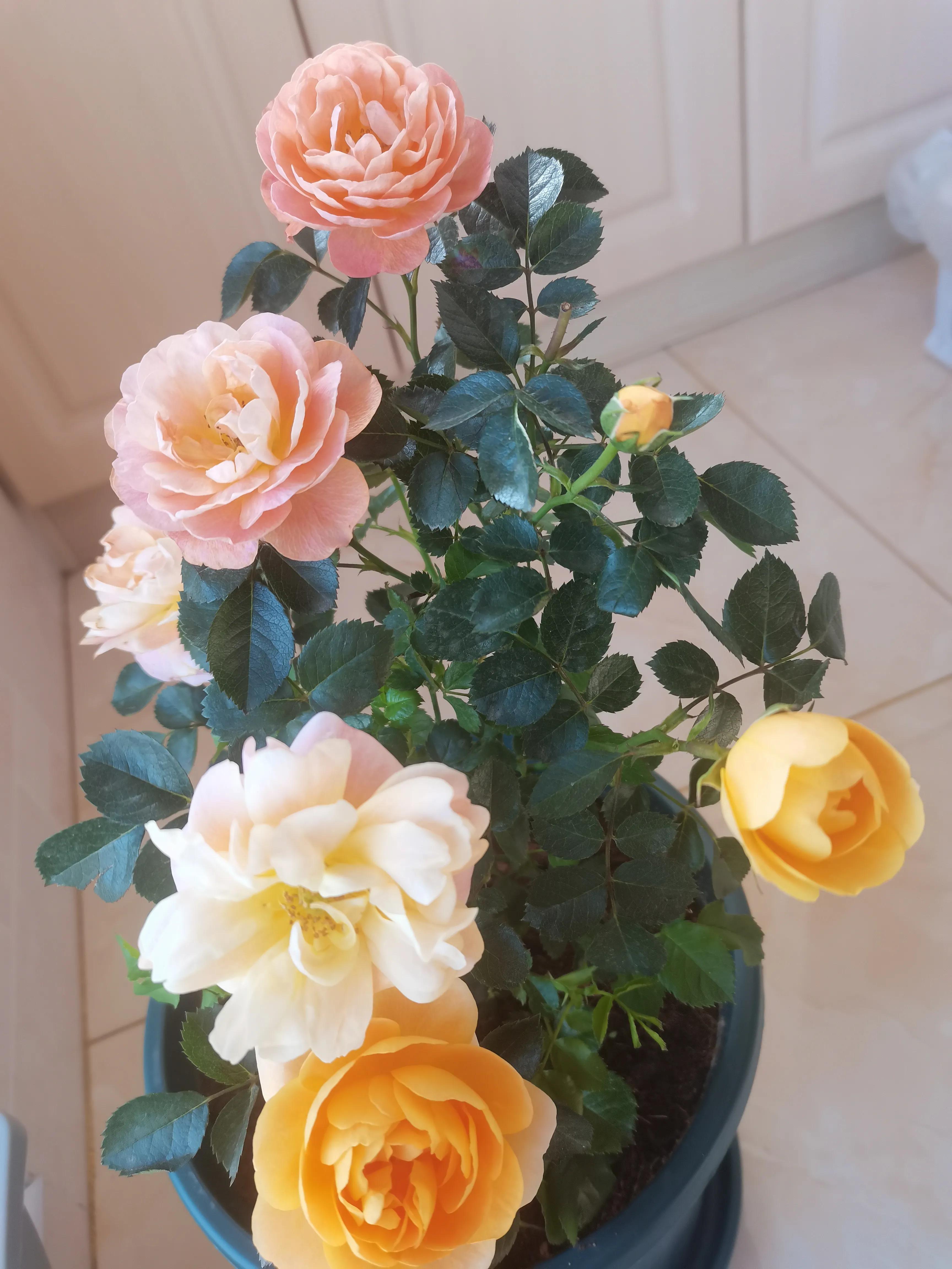 不要放弃农村的宅基地,不要放弃自己的农村宅基地