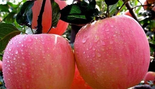 自制水果酵素能浇花吗,自制水果酵素有什么功效