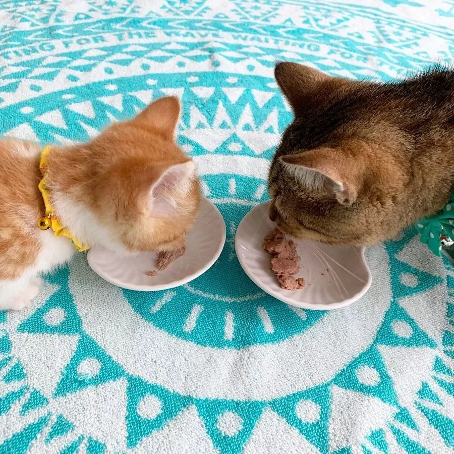 小奶猫成精睡姿萌化,一只成精的猫咪这睡姿太可怕了