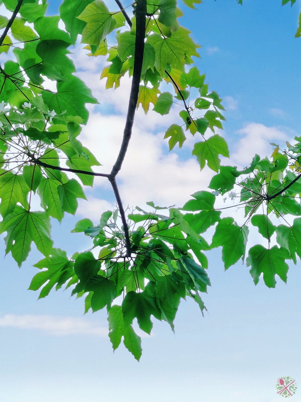 广州簕杜鹃瀑布,广州附近的高山瀑布