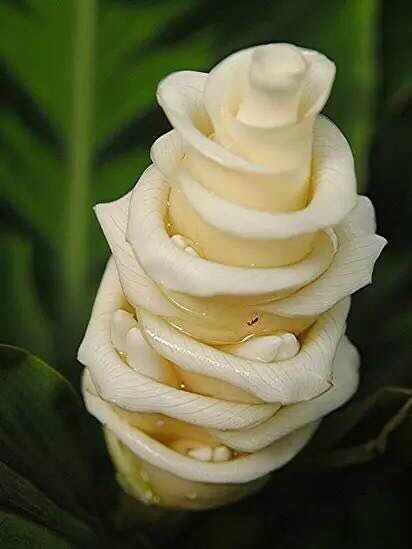 奇花异草大全罕见图文,极其罕见的奇花异草