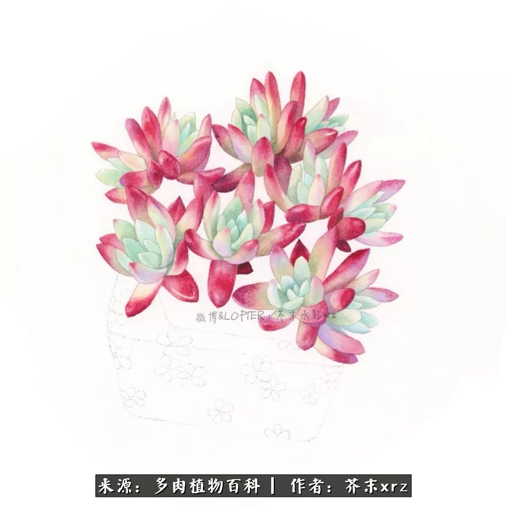 那个爱画多肉的小姑娘带着她的心头肉又来啦!