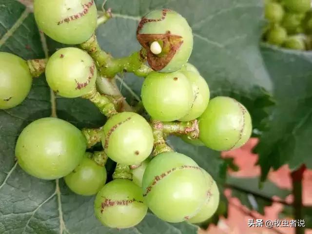 葡萄果粒上的斑点是什么原因,葡萄生锈斑是什么原因
