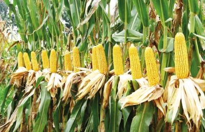 判断一个玉米品种的好坏的标准,新手玉米