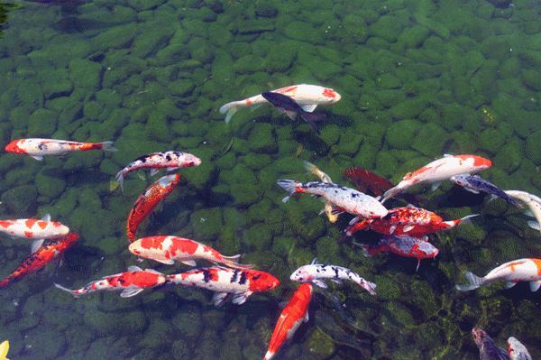 科普鱼类的知识,不同的鱼类生长过程
