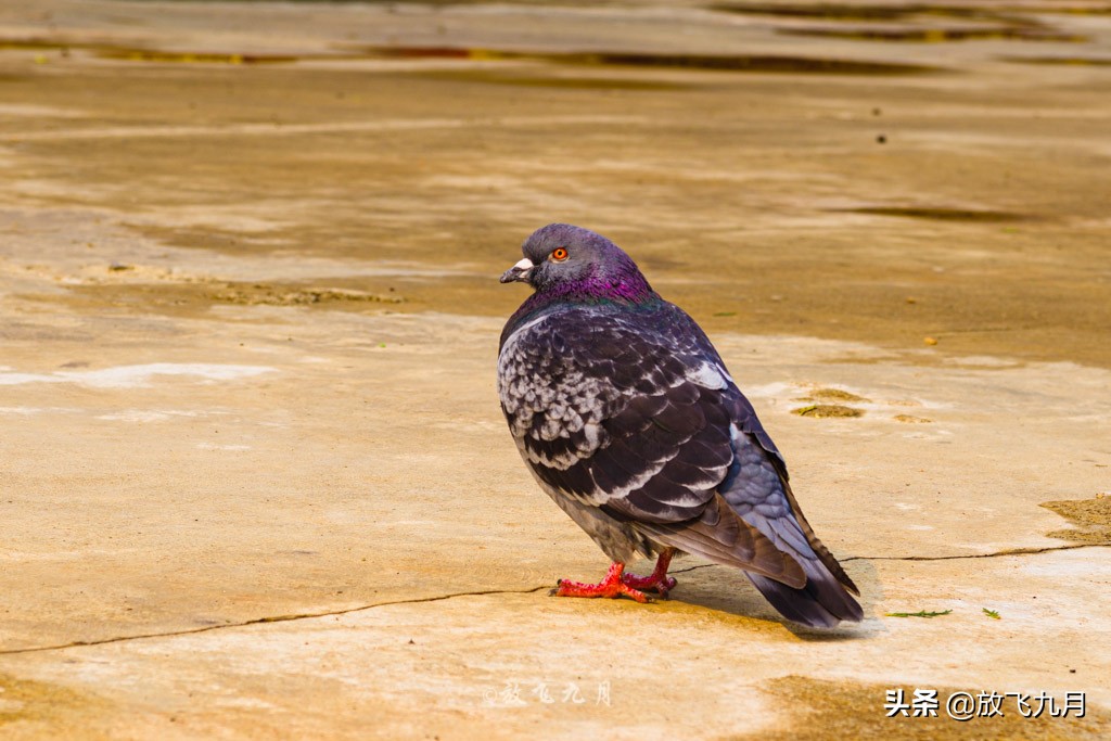 西双版纳著名旅游景点有哪些,西双版纳最全景点介绍