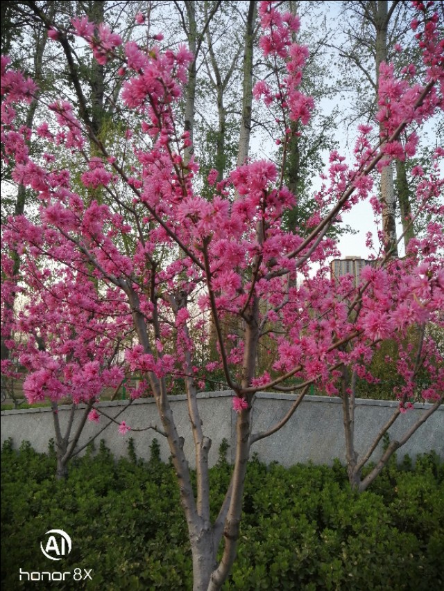 减河公园,减河公园的视频