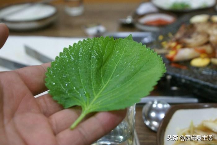 韩国7000元一斤的奢侈品,中国农村遍地都是,游客:太糟心!