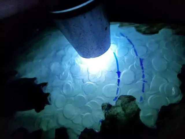 买千万翡翠原石看货继续开窗,开窗阳绿的翡翠原石能否时来运转