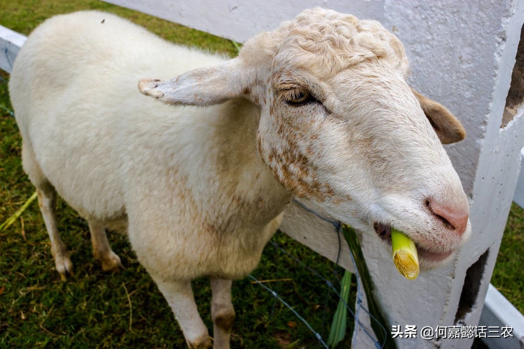 养羊卖羊挣钱吗,养羊是圈养挣钱还是散养挣钱