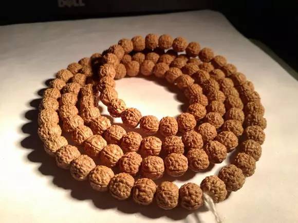 小金刚菩提最终是怎么样的,小金刚菩提子怎么看是真是假