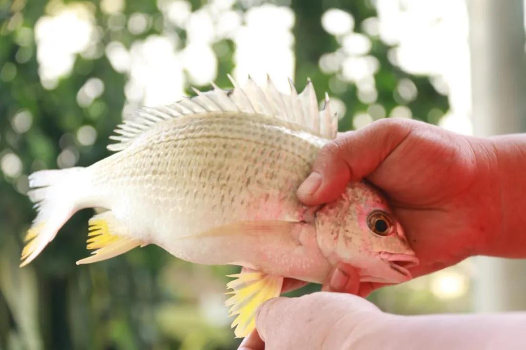 珠海航展周边攻略,珠海航展游玩几小时