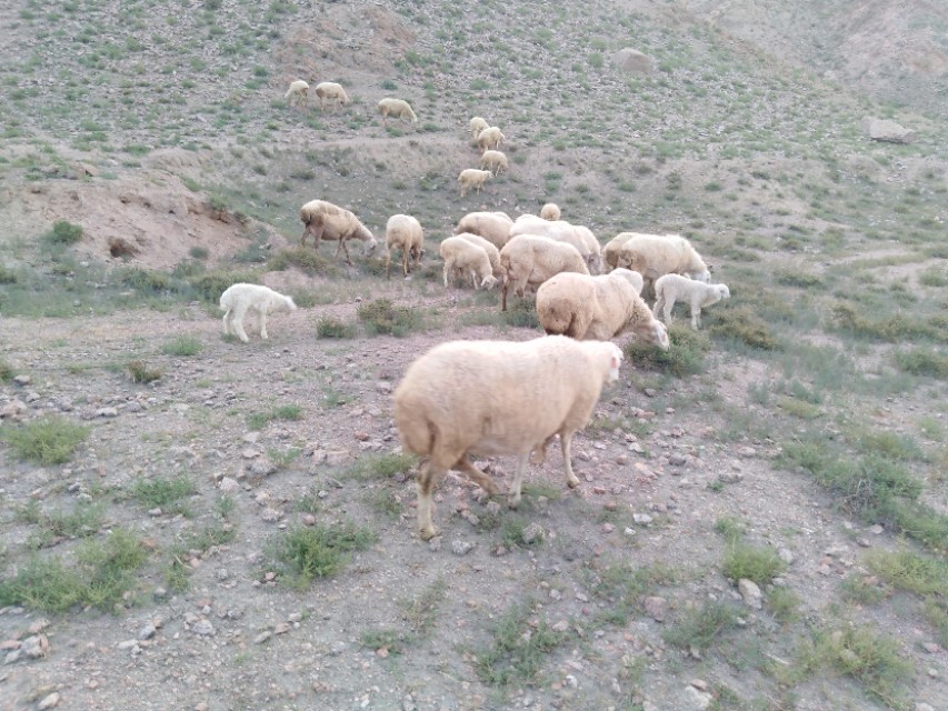 放养羊改成圈养羊之后该如何饲养？掌握这3步，省心省力又省钱