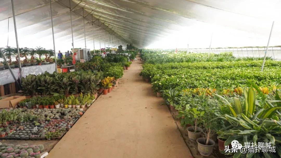 聊城最便宜的花卉批发,聊城附近的花卉市场