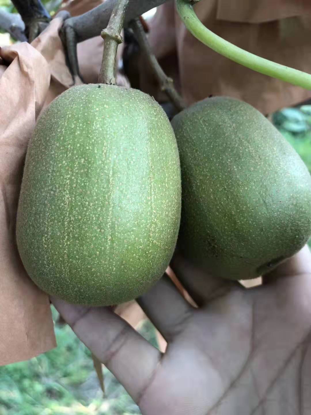 介绍一下猕猴桃的吃法,猕猴桃的正宗吃法怎样吃