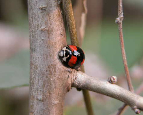 瓢虫是甲虫吗,瓢虫与甲虫形态的主要区别