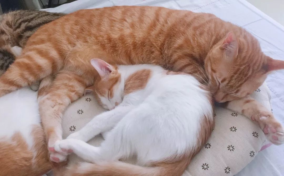 绝育针对狗有危害吗,绝育对猫猫残忍吗