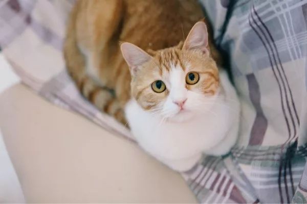 猫咪抓了一下主人一晚上没睡,主人被猫咪抓直流了一点血没事嘛