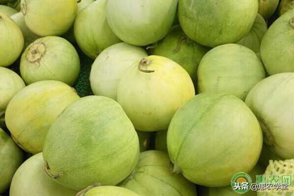 甜瓜种植的最佳时间,甜瓜苗的种植方法和注意事项