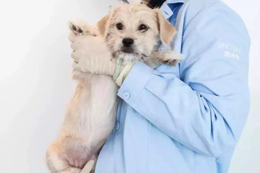 千亿宠物经济背后的真实故事,宠物市场的蓝海市场究竟有多宽阔