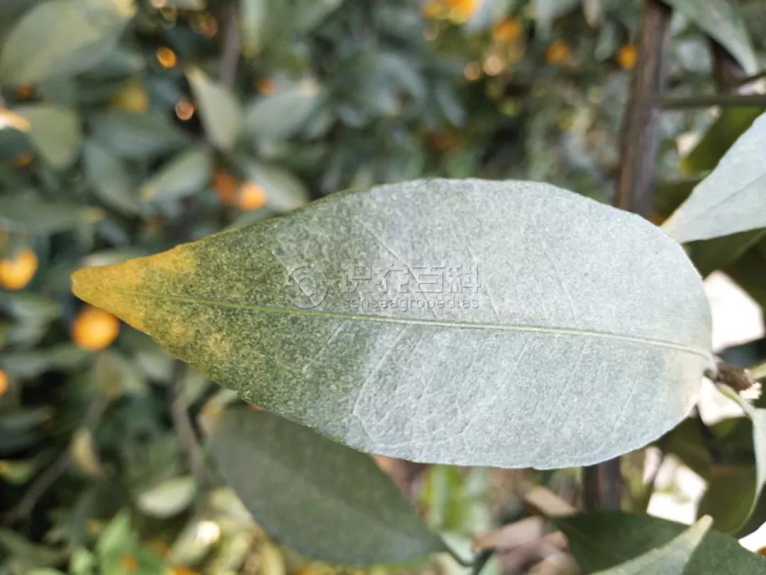 柑橘12月有什么病害虫害,柑橘全年病害虫害最新防治方法