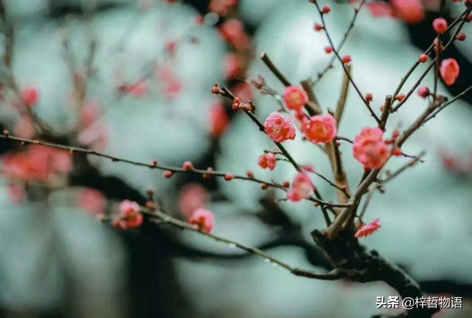 厚黑学鬼谷子的精髓是什么,厚黑学十句话读懂成功的核心