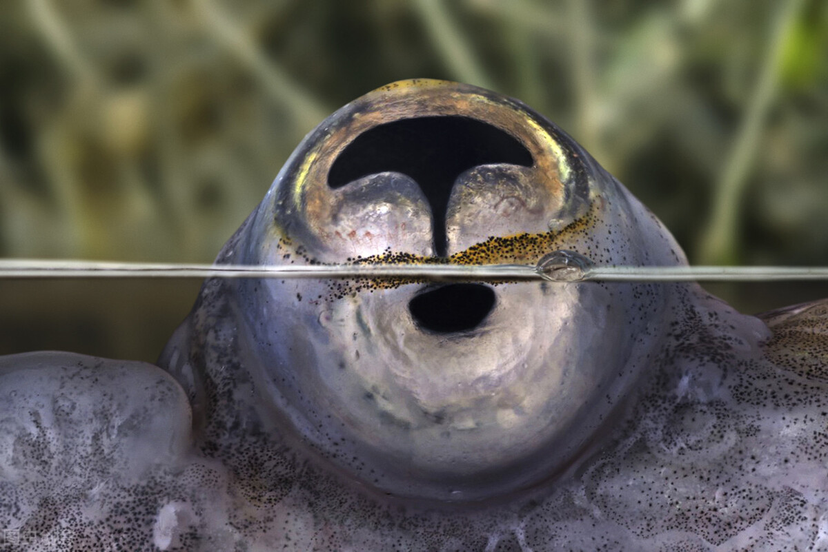 冬季的四眼鱼,最好的四眼鱼图片