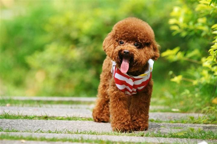 盘点各种品种的狗狗,狗狗可以吃的12个品种