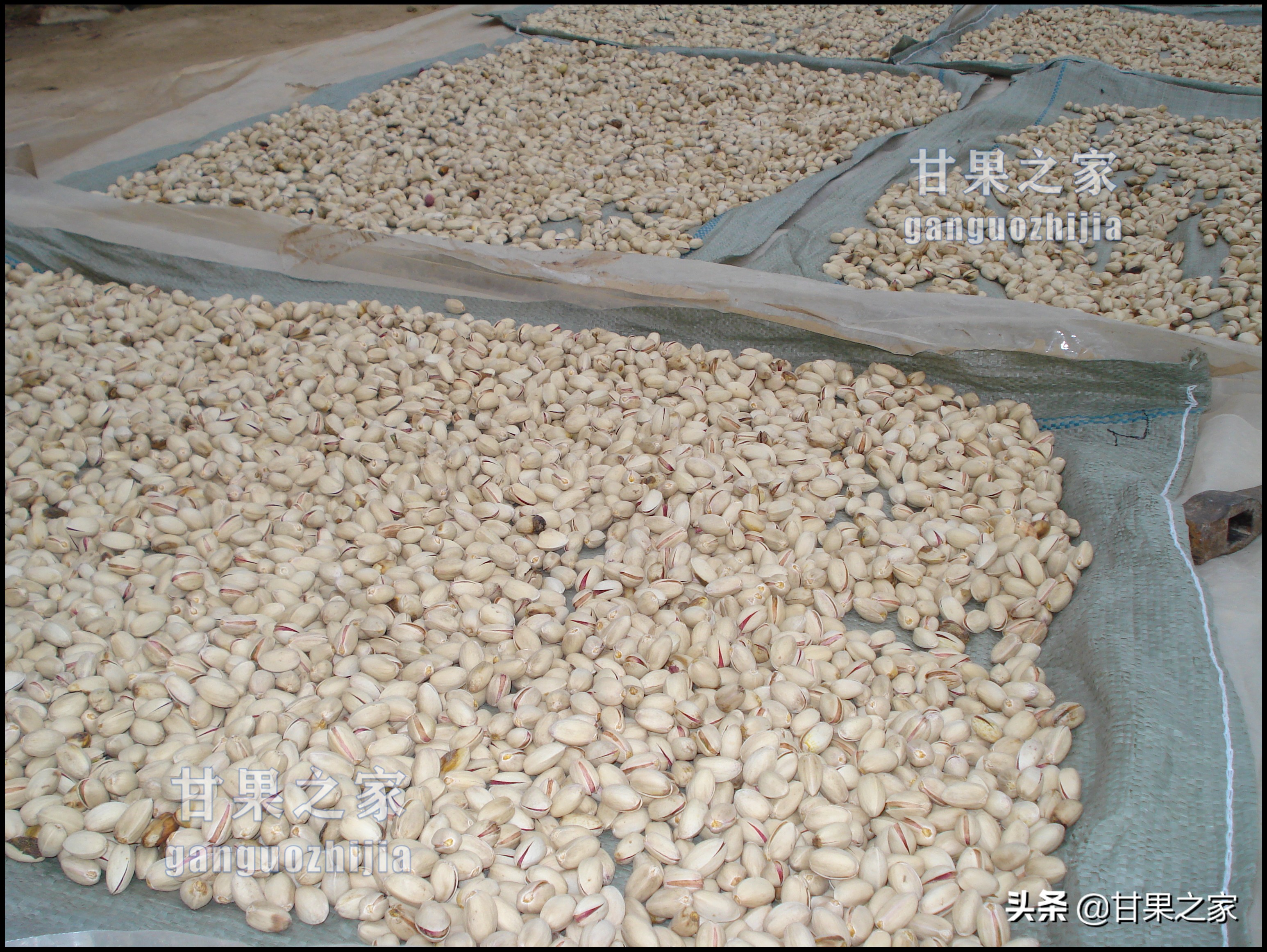 开心果的生长环境是什么,开心果是什么果树种出来的