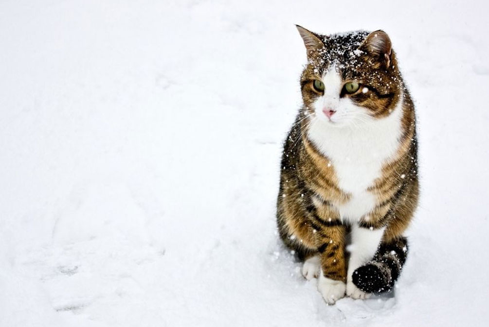 猫咪常见的几种疾病铲屎官必看,猫爪冰凉是怎么回事