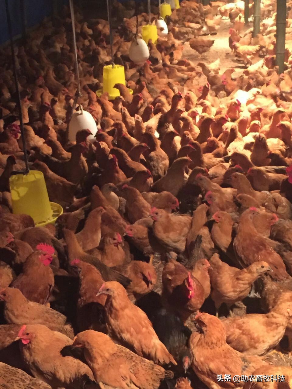 豆渣发酵饲料促生长易吸收,豆渣怎样发酵变成饲料养鸡