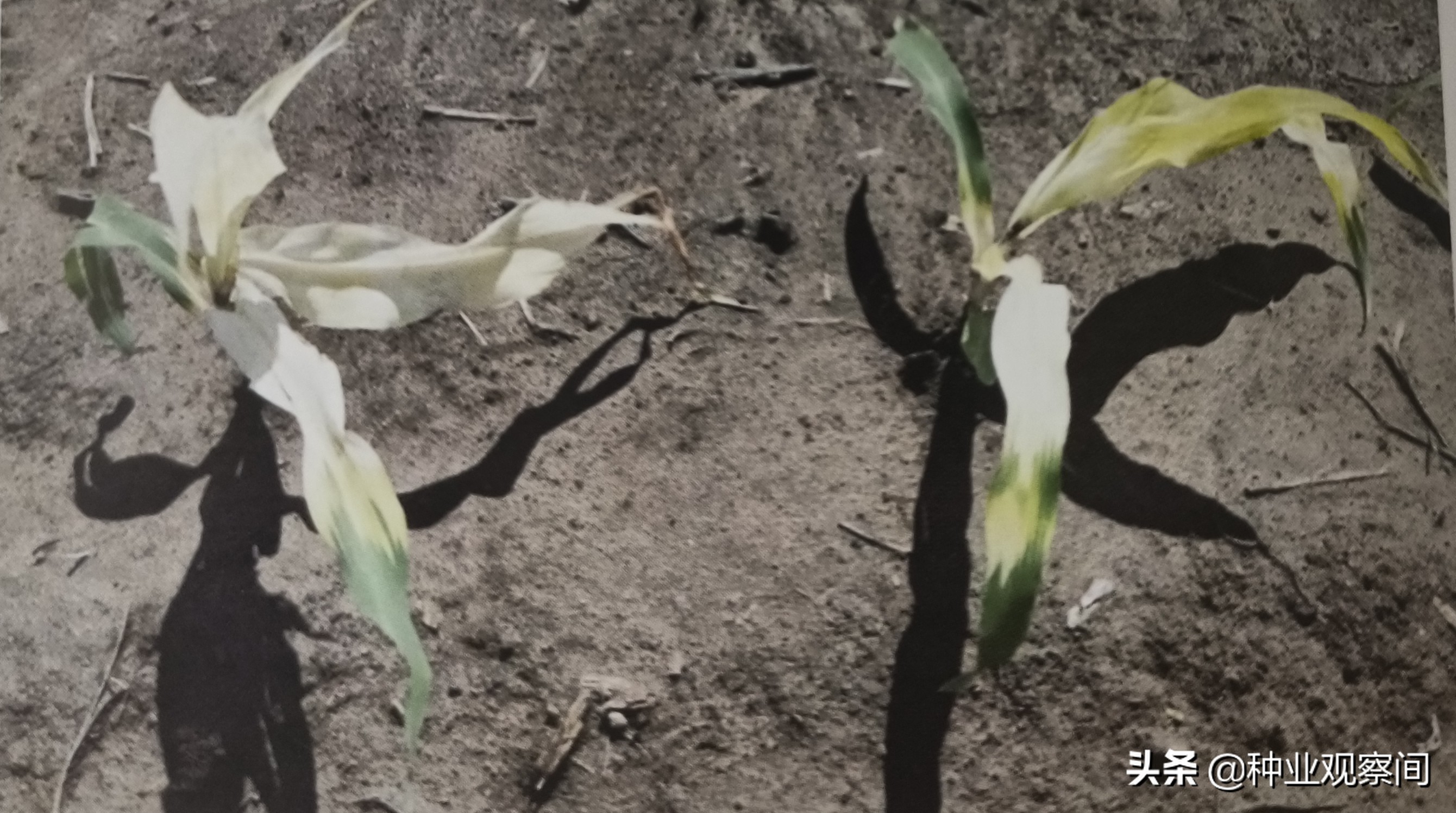 玉米苗心叶扭曲病怎么治,怎样解除玉米除草剂对下茬的药害