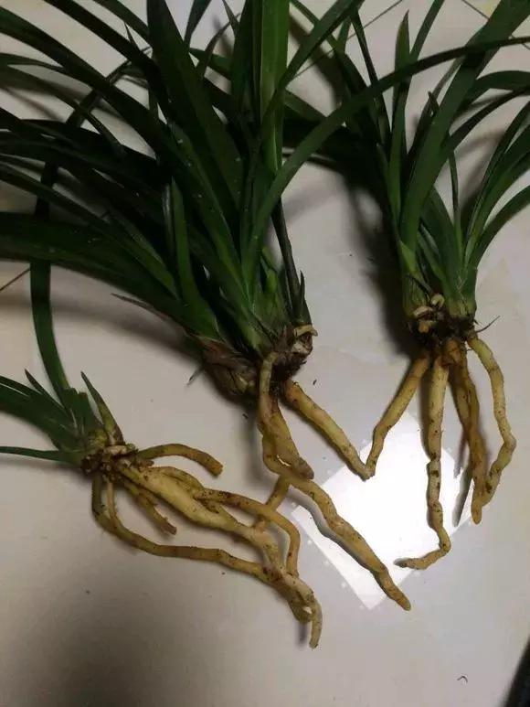 花儿蔫得快怎么回事,花儿都蔫儿了怎么办