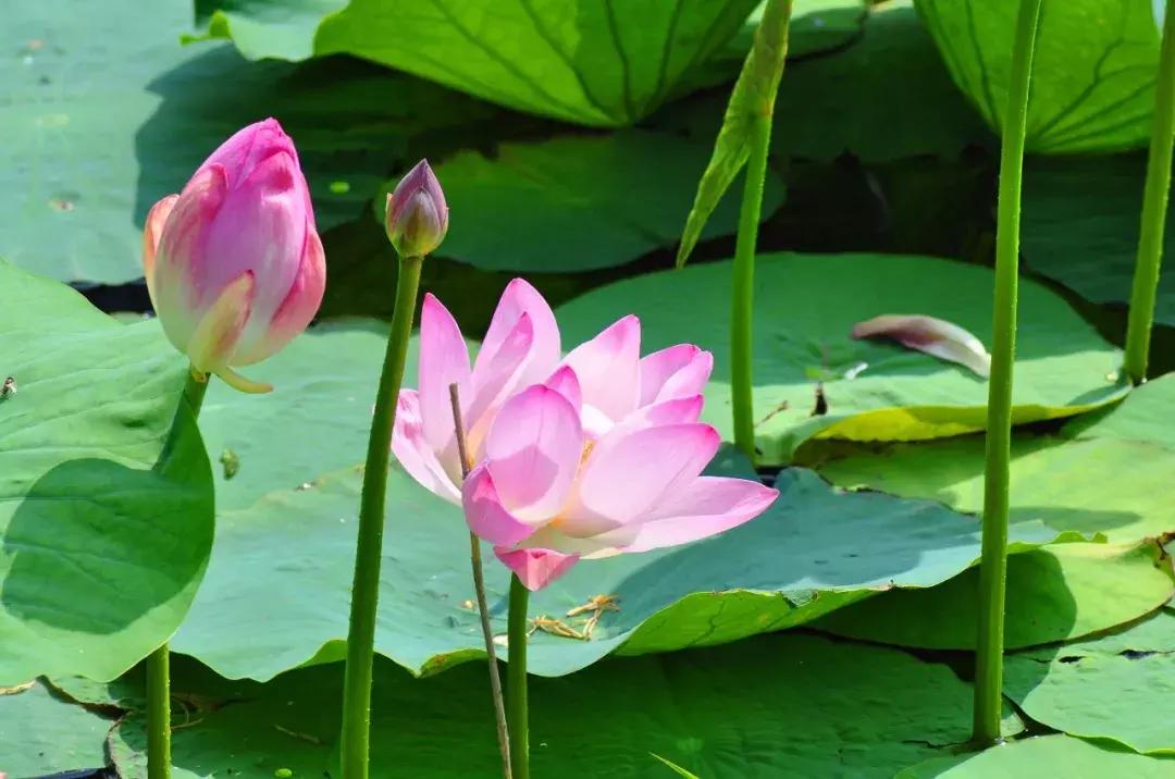 一帮闺蜜自驾游,环中俄边境自驾之旅