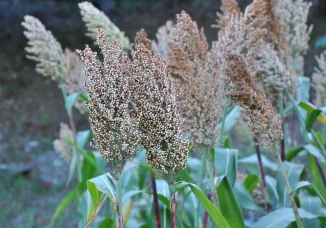 高粱怎么种才能高产,高粱种植技术高粱种子