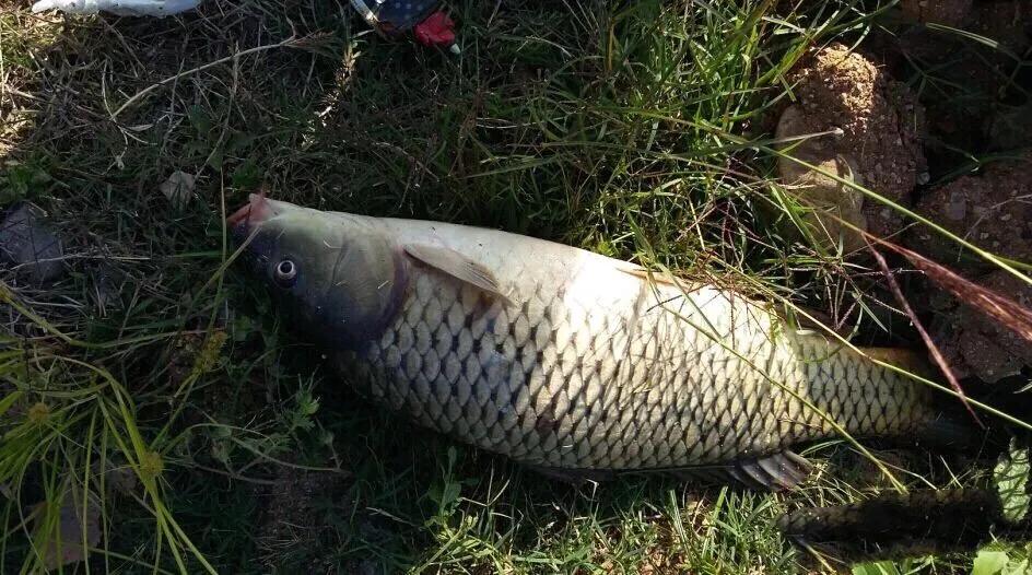 做鱼窝的教程,如何做自然鱼窝