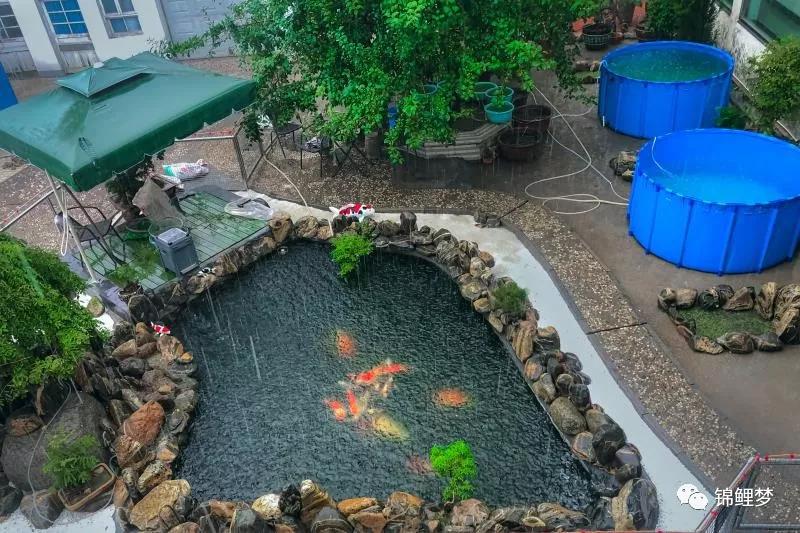 家庭锦鲤养殖常见病,锦鲤常见病统计表格