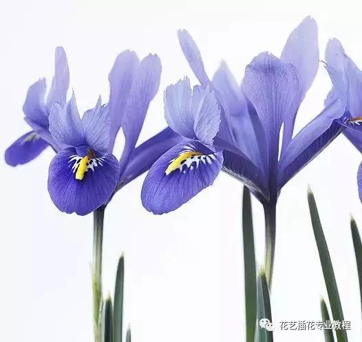 「花艺知识」50种常见花材的花语~（建议收藏）