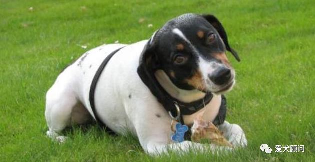 带狗狗遛弯乱捡东西吃,怎样训狗狗拉布拉多不乱捡东西吃