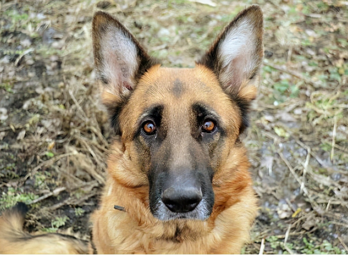 看家的狗狗,看家狗狗大全