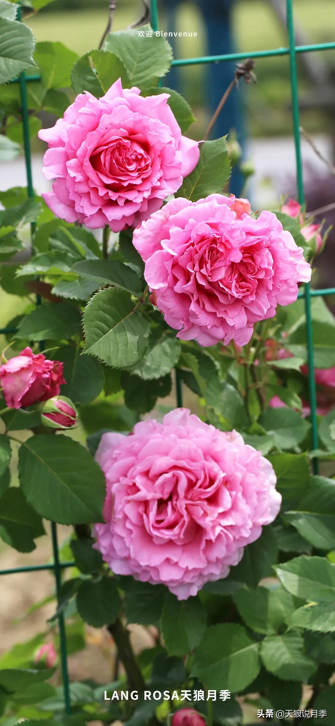 浪漫者的情怀，实用派的操作，一起来邂逅这8款法式月季