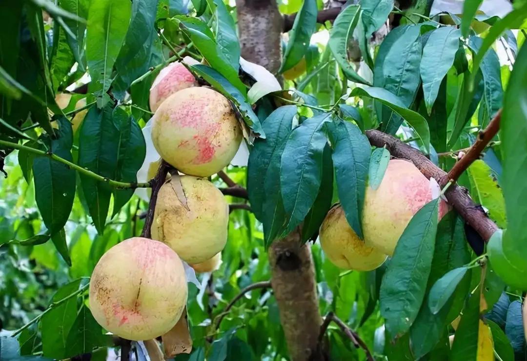 俗称丑桃古老的桃子品种,爆炸桃老品种