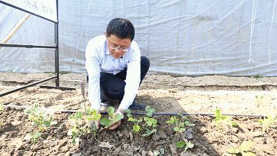 草莓苗弱苗怎样变壮苗,草莓苗怎么促壮