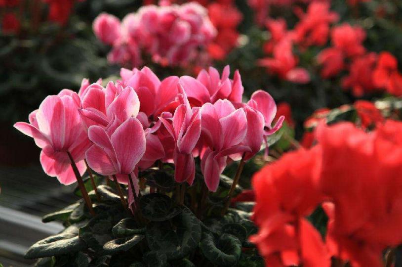 仙客来太湿怎么处理,仙客来花矮怎么办