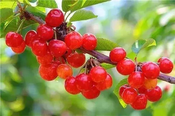 宁波横溪樱桃采摘,宁波周边樱桃采摘