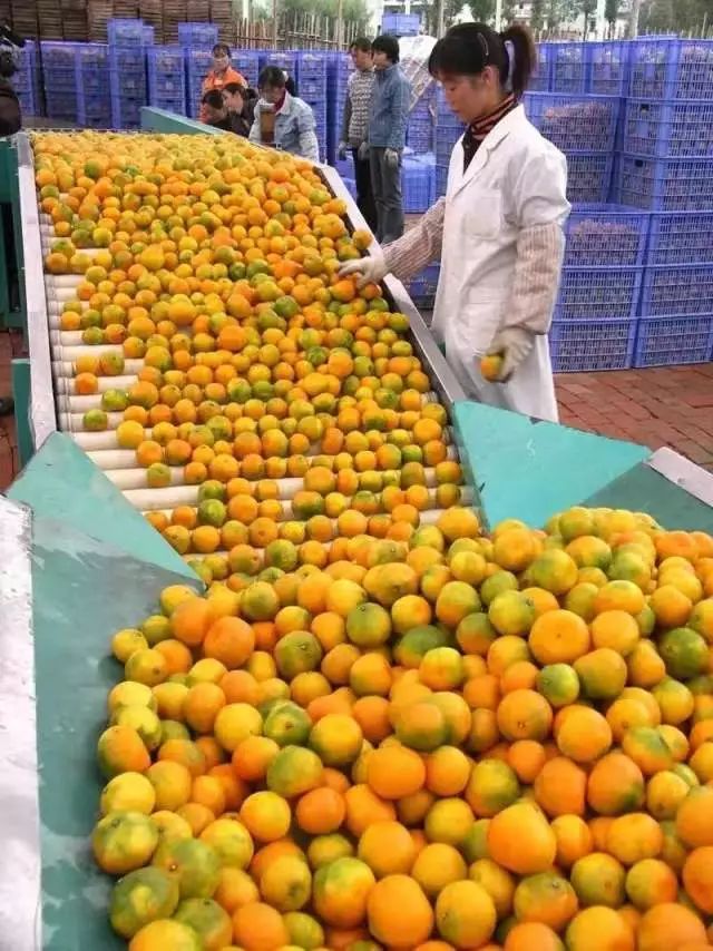 正宗红美人种植基地,中国柑橘研究所红美人